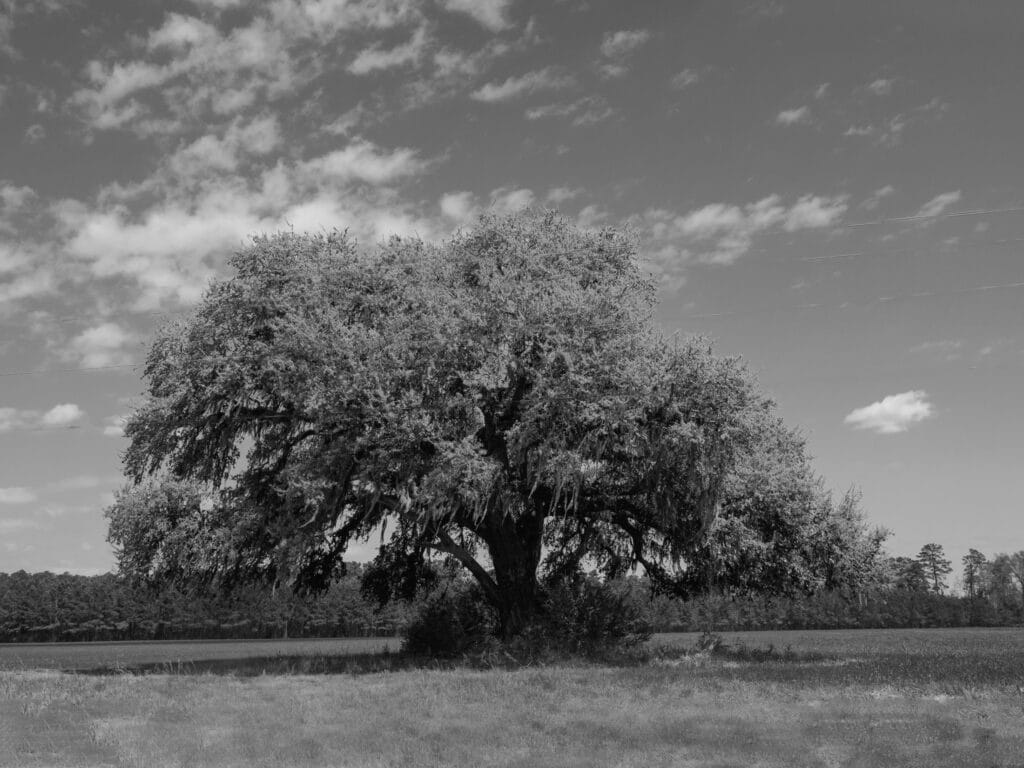 old big tree in field black and white